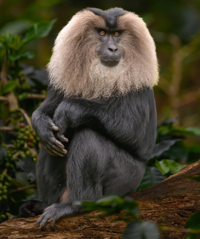 狮子尾猕猴(Macaca silenus)或流浪猴，是旧大陆南印度西高止山脉特有的一种猴子