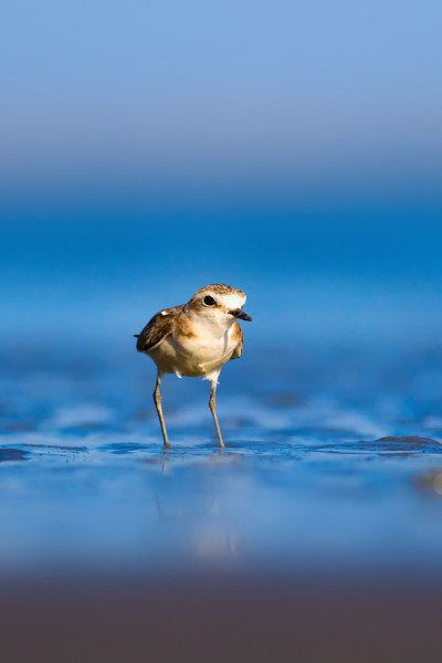 可爱的小水鸟。自然背景。常见的水鸟:肯特鸻。Charadrius alexandrinus。