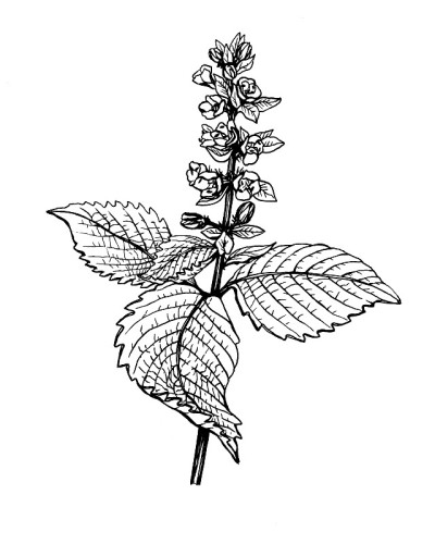 花和叶紫苏(也称为韩国紫苏，紫苏，中国罗勒，蓝草，silam)。黑白轮廓插图手绘作品孤立在白色。
