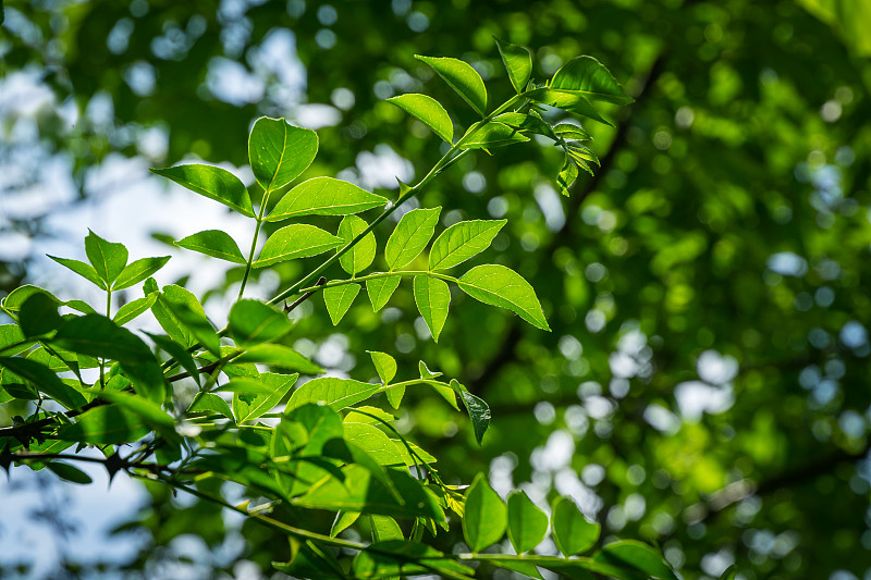 美国花椒或花椒的绿叶。花椒在夏季花园上模糊了绿色。背景为新鲜墙纸，自然背景概念