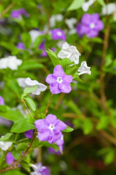 “昨天、今天和明天”的花朵