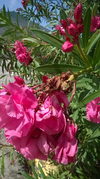 花