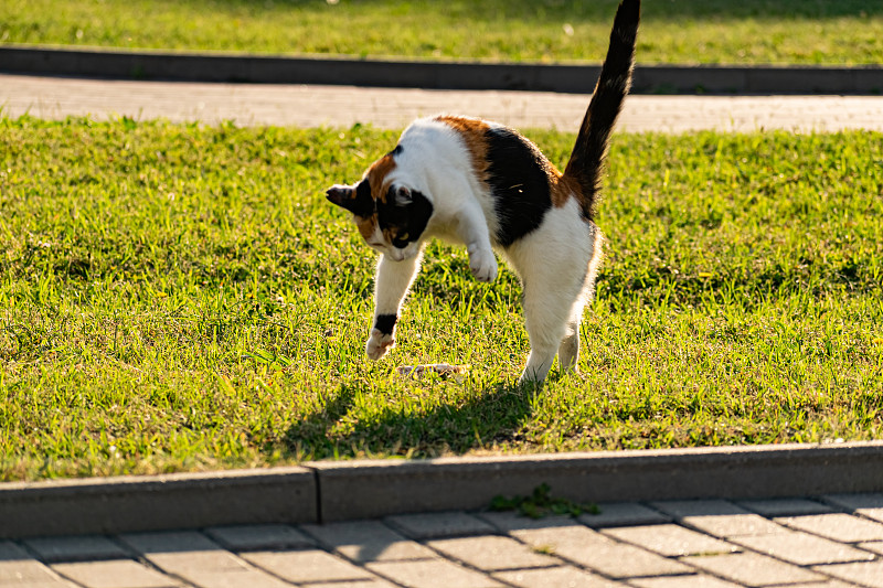 三色小猫咪在绿油油的草坪上，休息和玩着一条鱼