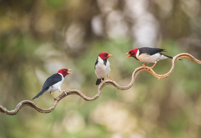 Crowned Paroaria