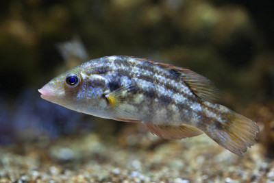 冠翅濑鱼(Symphodus melops)。