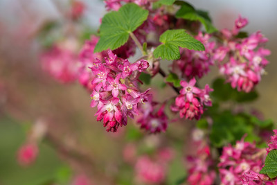 红色开花的醋栗(血栗)花