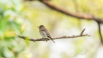鸟(亚洲棕色flycatcher, Muscicapa dauurica, Siamensis)灰色