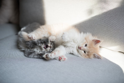 小猫玩