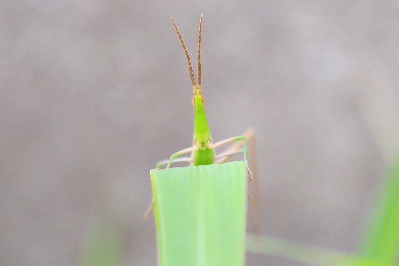 东方长头蝗（Syoryo batta）