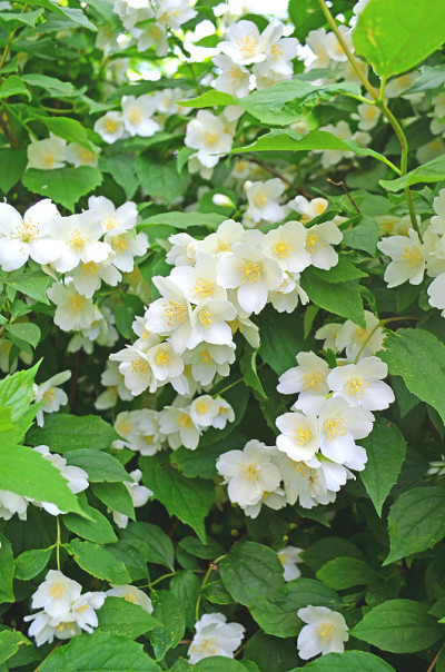 茉莉花春花