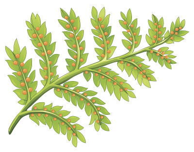 蕨类植物