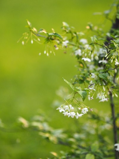 白花橙色茉莉花美丽的束