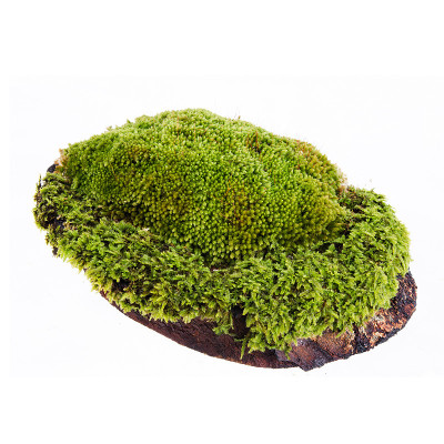 特写苔藓在原木孤立的白色背景
