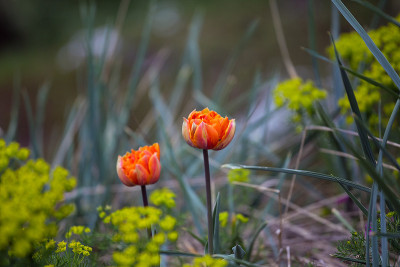 红色郁金香开花