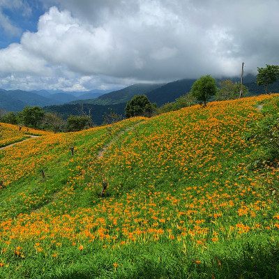 橙色黄花菜