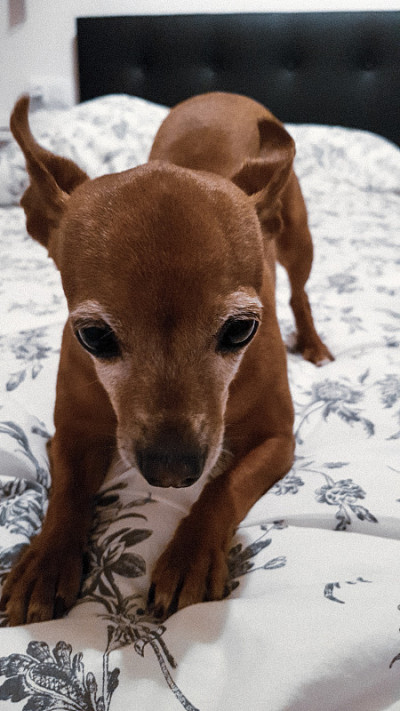 Mini-pinscher