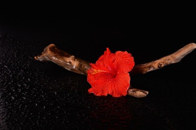 浮木与湿芙蓉花