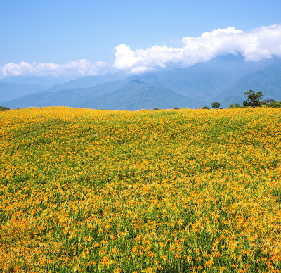 美丽的橘色黄花菜农场在六石丹山(六十石山)与蓝天白云的台湾花莲富里，近距离，复制空间