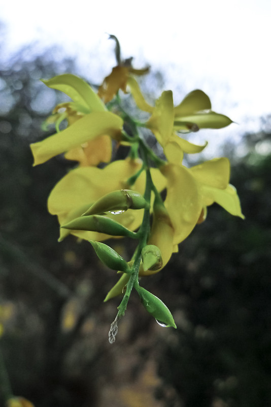 黄色的野花。