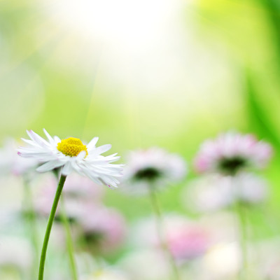 雏菊