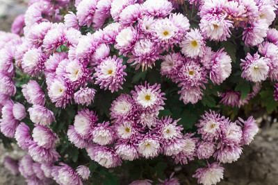 菊花