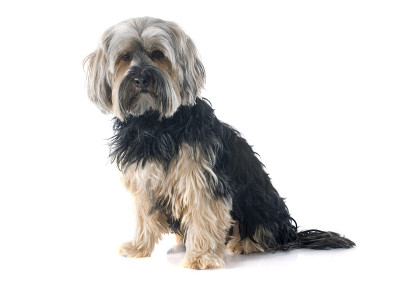 约克郡犬