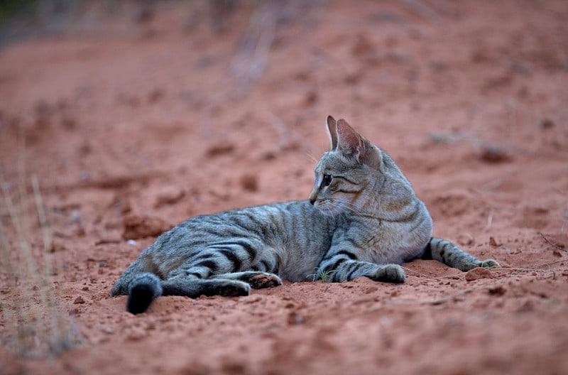 非洲野猫