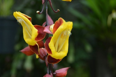 美丽花朵珠宝鞋