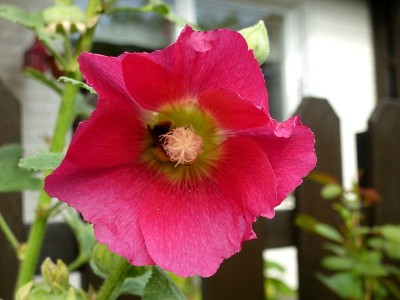 锦葵和蜜蜂