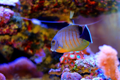 拟态伊布里堂(Acanthurus tristis)