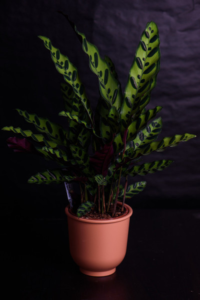 家庭植物卡拉西娅