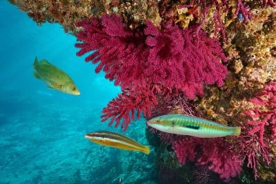 地中海水下丰富多彩的海洋生物