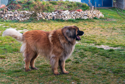 优雅有力的莱昂伯格犬
