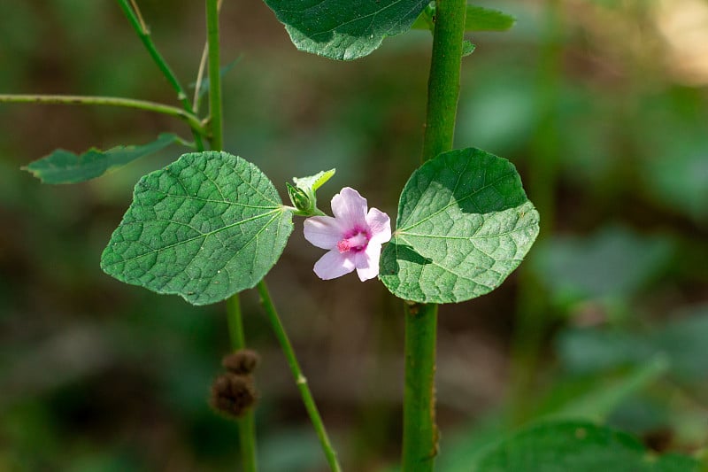 Caesarweed a.a congo黄麻(Urena lobata)近景-松岛岭自然区，戴维，佛