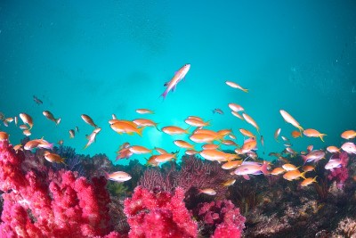 海戈尔迪