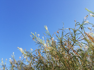 先锋镇CHILOPSIS