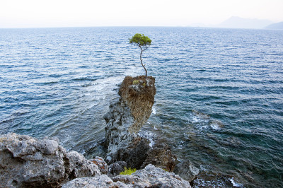 海边岩石上的一棵松树