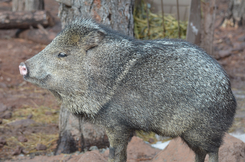 惊人的野生Javalina