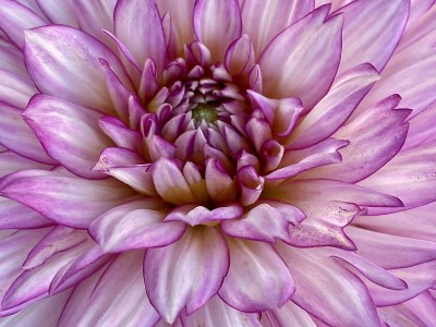 花园大丽花
