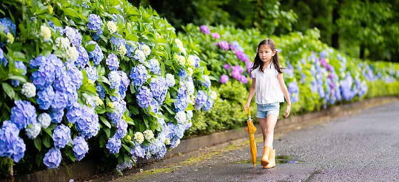 女孩和绣球花