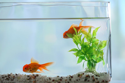美丽明亮的金鱼在水族馆，近距离观察