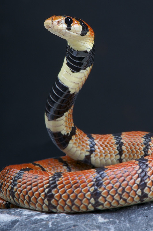 Cape coral snake / Aspidelaps luus