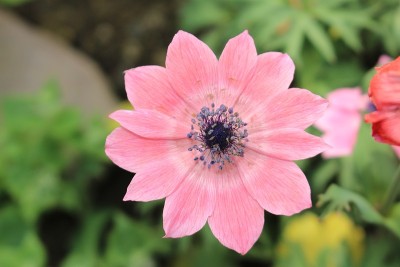 孔雀风花-银莲花