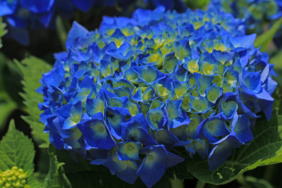 绣球花