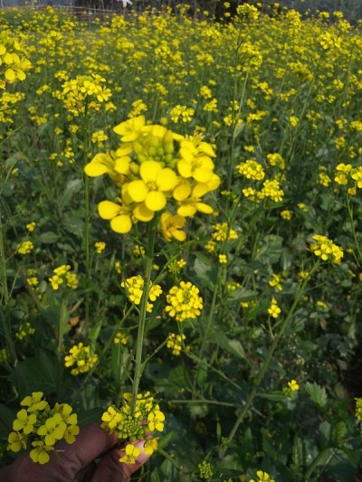 芥花