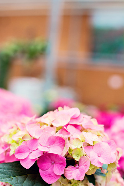 绣球花macrophylla