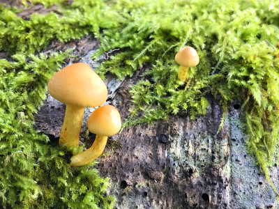 森林蘑菇