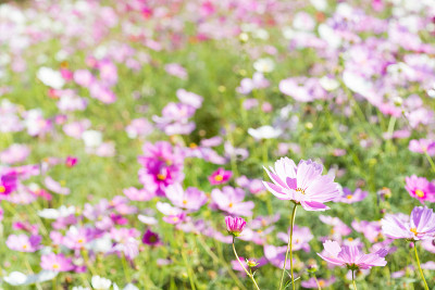 花园里的花