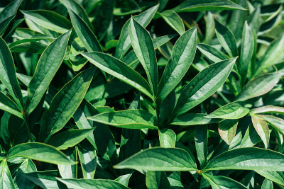 绿色植物的背景