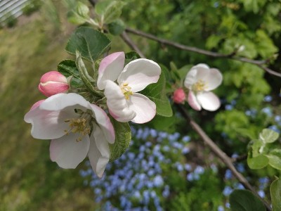 盛开的苹果树。美丽的白花，浅浅的田野。
